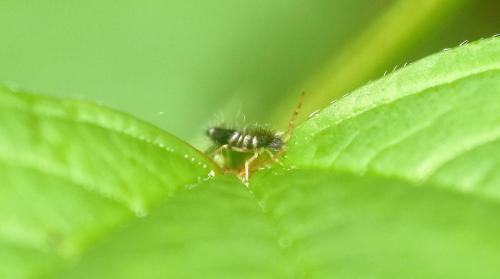 Entomobrya superba